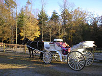 carriage rides smoky mountains