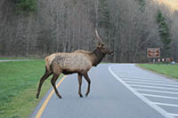 elk in smoky mountains