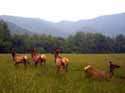 elk in smoky mountains