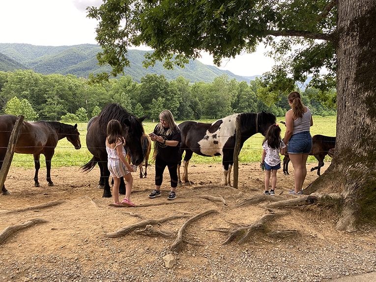 smoky mountain hiking trails