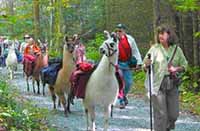 llama trekking smoky mountains