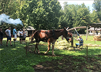 molasses making demonstration