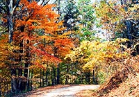 rich mountain road