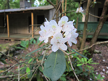 smoky mountain wildflowers
