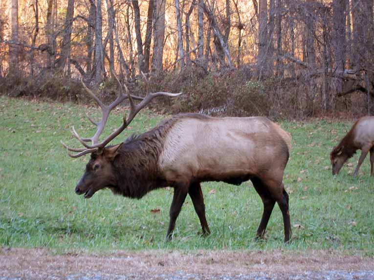 wildlife great smoky mountains