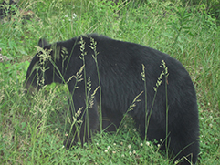 black bear