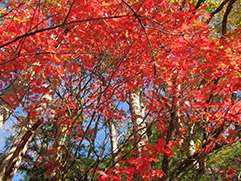 fall foliage