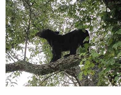 black bear