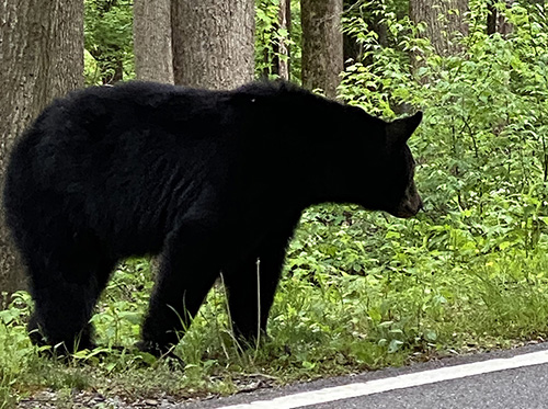 black bear great smoky mountains national park