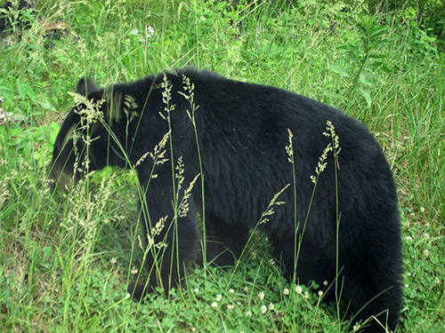 black bear cades cove