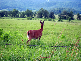 cades cove