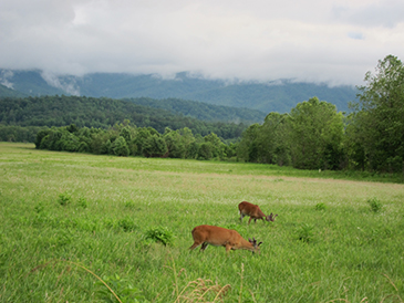 cades cove deer