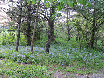 cades cove floral