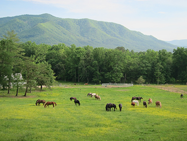 cades cove horses