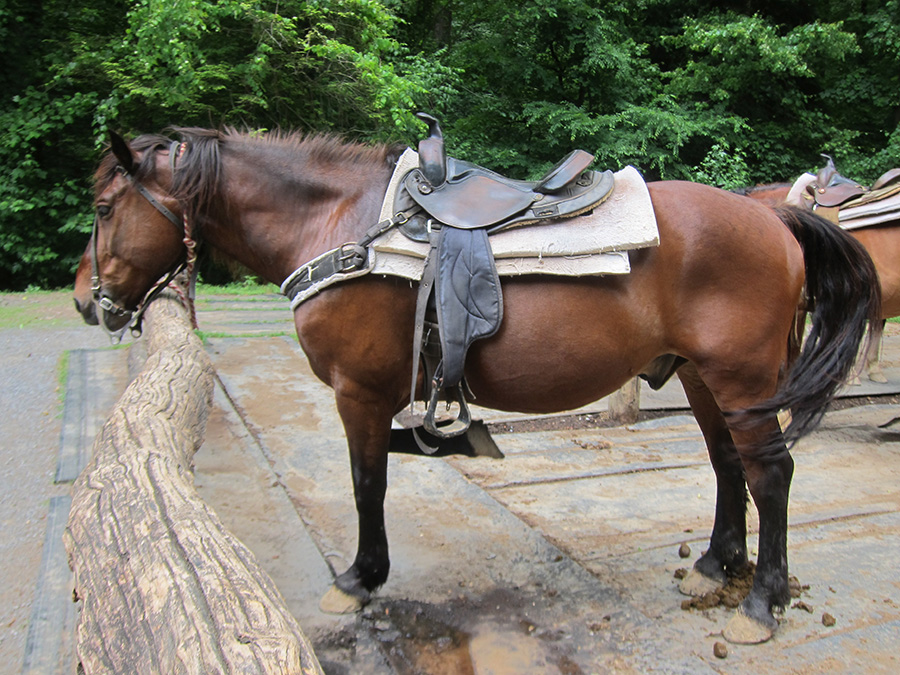 horsecamps Great Smoky Mountains