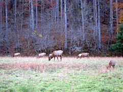 elk