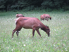 elk