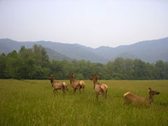 cataloochee valley