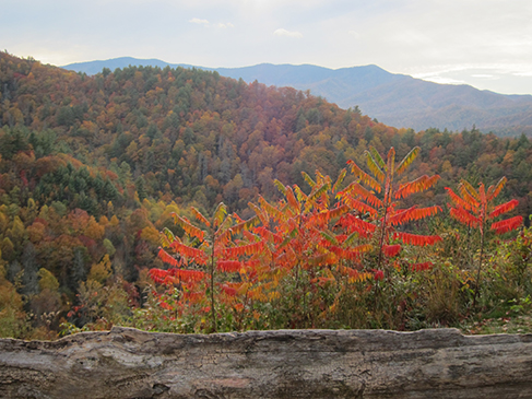 cataloochee