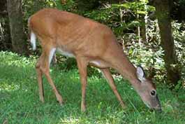 white tailed deer