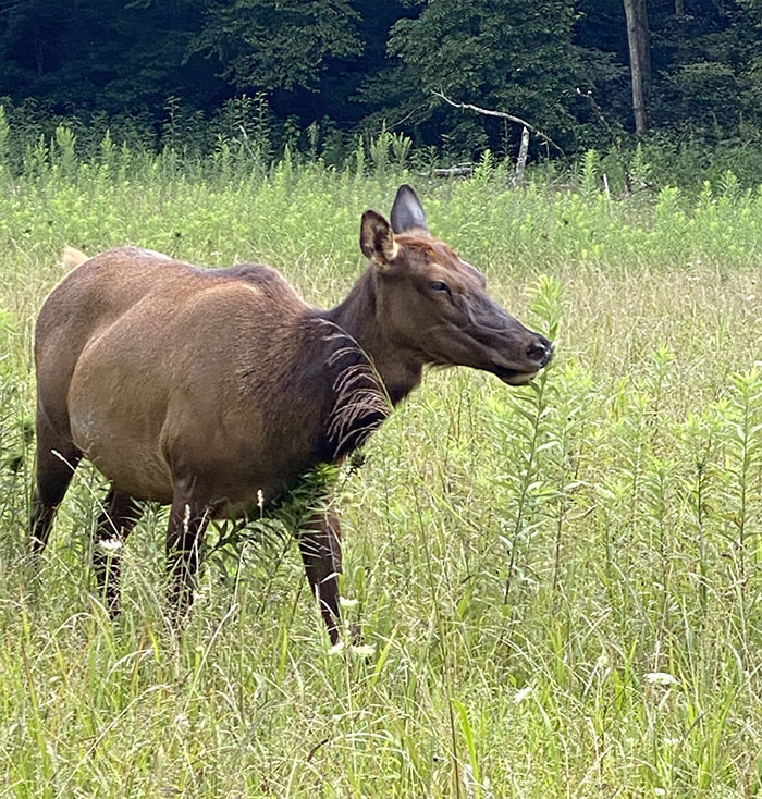 cataloochee elk