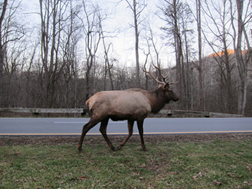 elk