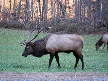 elk