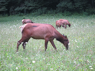 elk in cataloochee