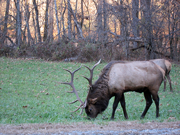 elk at oconaluftee