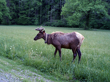 elk