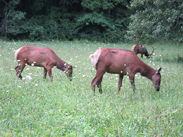 elk