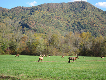 elk