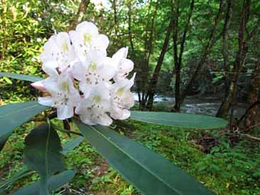 mountain laurel