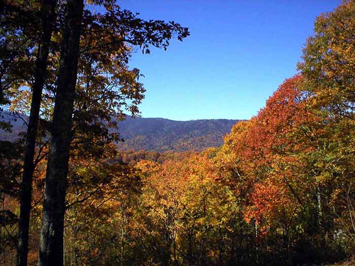 newfound gap road