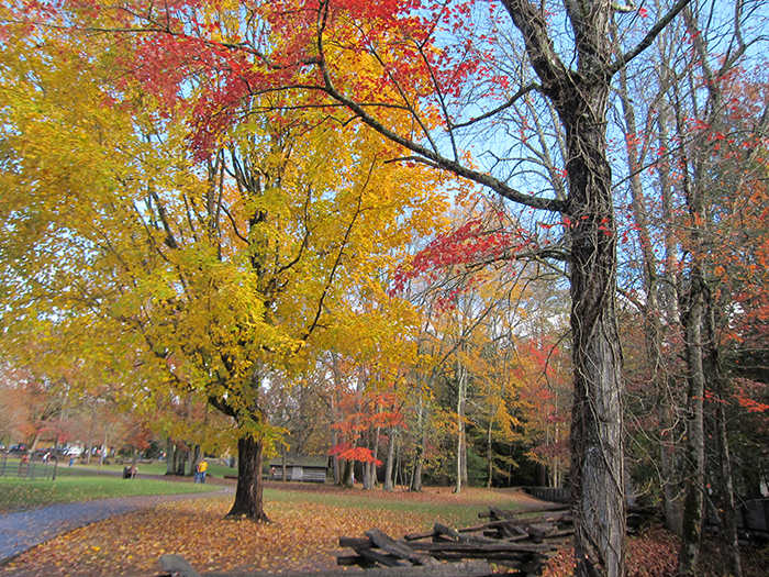 fall foliage cades cove