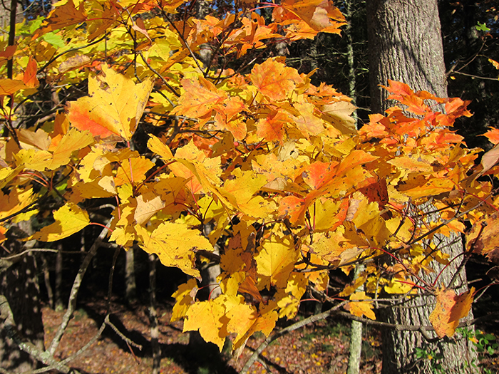 fall leaves