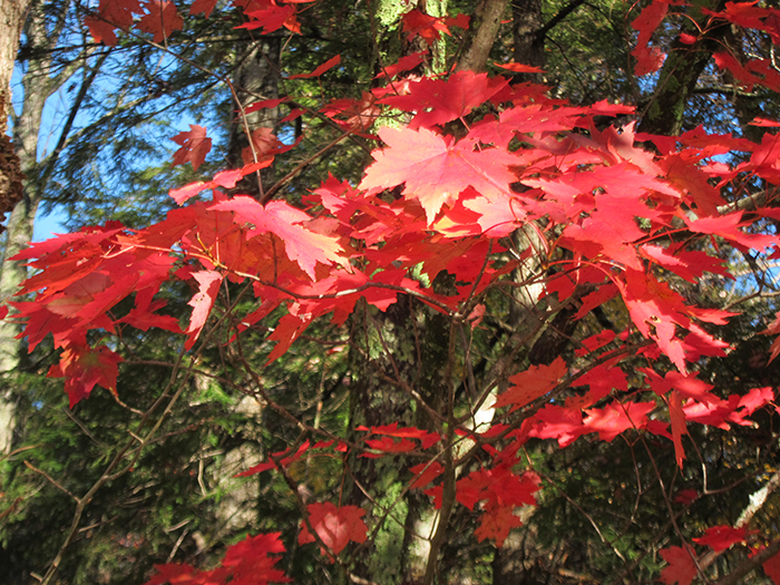 fall leaves