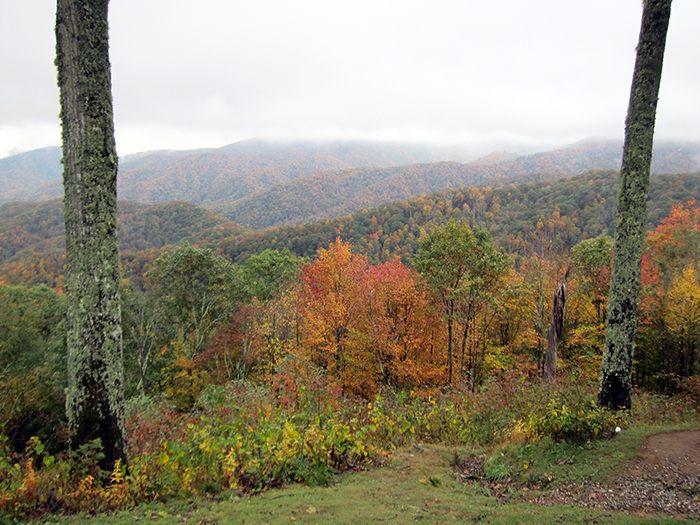 fall foliage