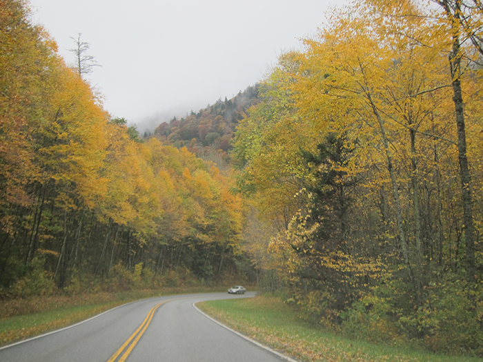 fall foliage