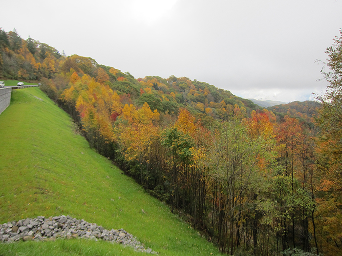 fall foliage