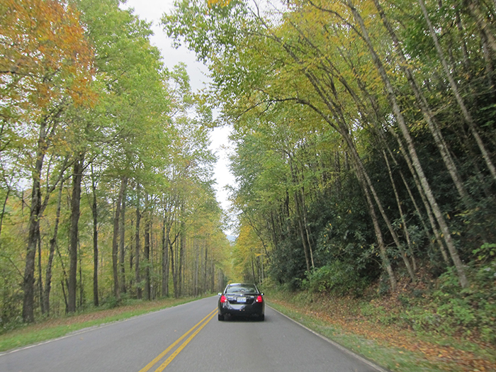 fall foliage