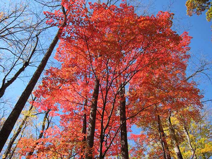 elkmont fall foliage