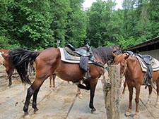 horseback riding