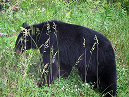 black bear