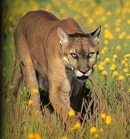 mountain lion