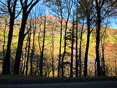 newfound gap road