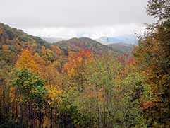 newfound gap road