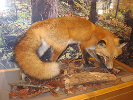 red fox