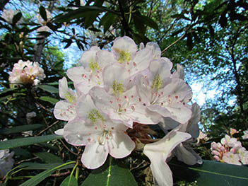 rhododendron