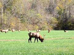 elk